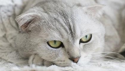 山东男篮分享陈林坚首秀精彩集锦：“林”机应变，“坚”不可摧