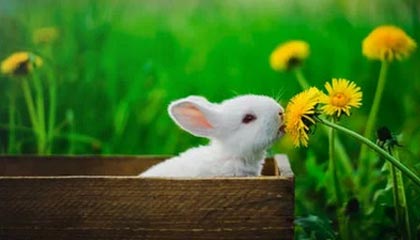 开云下载-乐鱼体育官方平台——开启您的极致体育体验